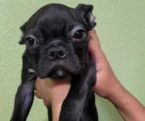Boston Terrier Puppy for sale in EL PASO, TX, USA