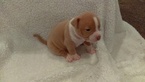 Small Photo #1 American Bully Puppy For Sale in ELYSBURG, PA, USA