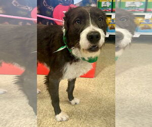 Mutt Dogs for adoption in Germantown, OH, USA