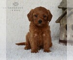 Small Photo #5 Cavapoo Puppy For Sale in DORNSIFE, PA, USA