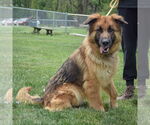 Small #2 English Shepherd
