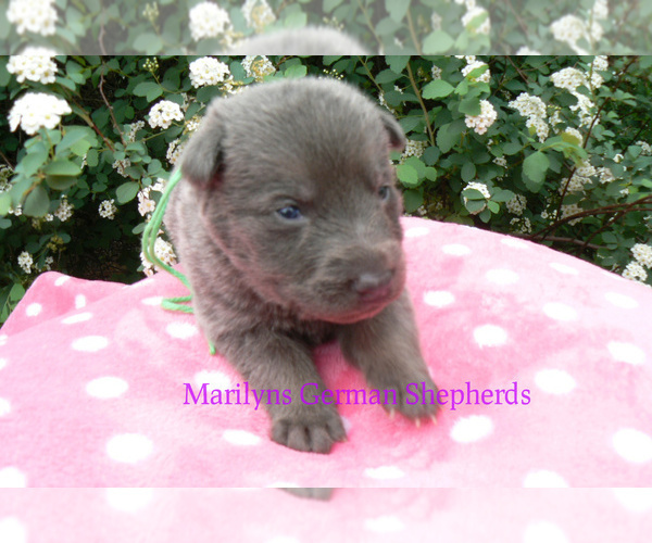 Medium Photo #5 German Shepherd Dog Puppy For Sale in PIEDMONT, MO, USA