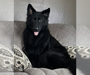 Father of the German Shepherd Dog puppies born on 08/30/2025