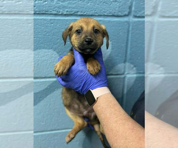 Medium Photo #2 Shepradors Puppy For Sale in SHERBURNE, NY, USA