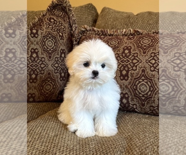 Medium Photo #7 Mal-Shi Puppy For Sale in NOBLESVILLE, IN, USA