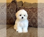 Teddy - Male Mal-Shi Puppy for Sale - Photo #7