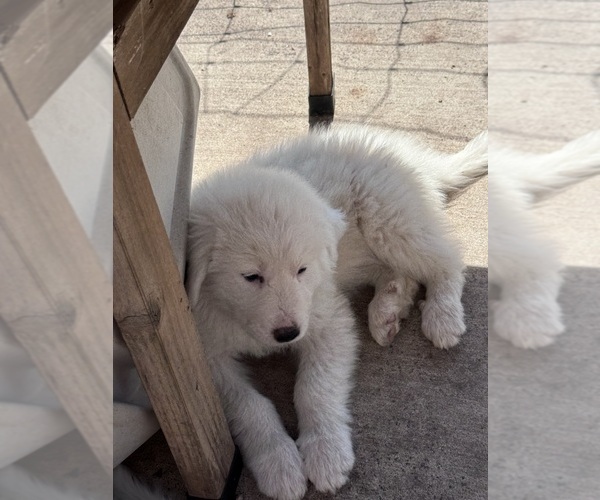 Medium Photo #11 Great Pyrenees Puppy For Sale in CREEDMOOR, TX, USA