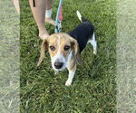 Small #2 Beagle Mix