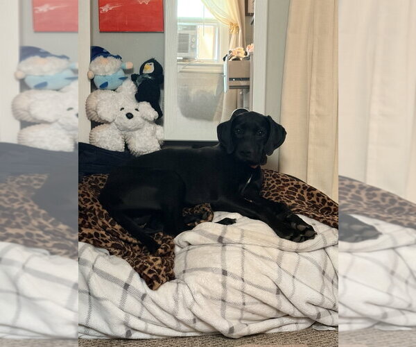 Medium Photo #8 Boweimar Puppy For Sale in Brewster, NY, USA
