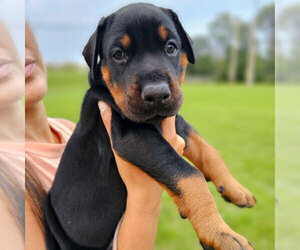 Medium Doberman Pinscher