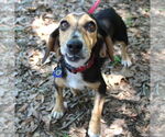 Small #5 Beagle