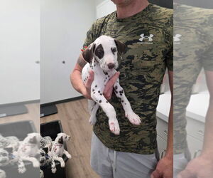 Medium Dalmatian