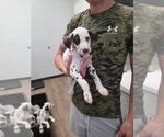 Puppy Orange collar Dalmatian