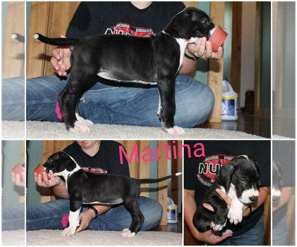 Medium Photo #2 Great Dane Puppy For Sale in ULMAN, MO, USA