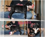 Small Photo #2 Great Dane Puppy For Sale in ULMAN, MO, USA