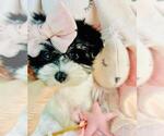 Small Photo #9 Morkie Puppy For Sale in PEMBROKE PINES, FL, USA