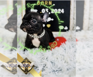 French Bulldog Puppy for Sale in ATHENS, Georgia USA