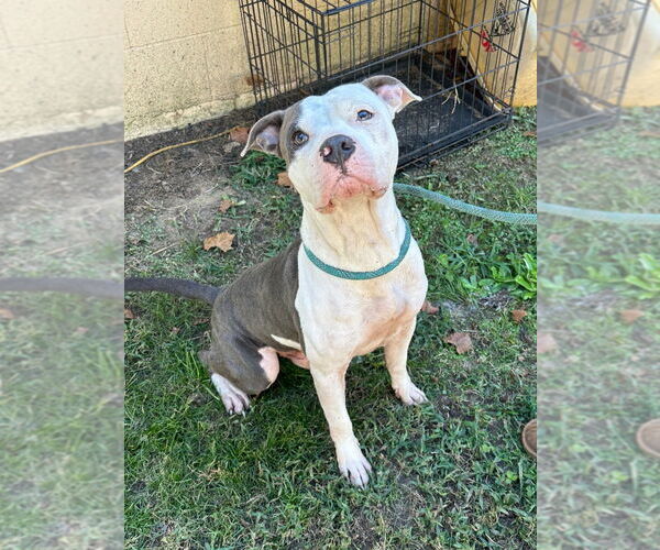 Medium Photo #3 American Pit Bull Terrier Puppy For Sale in Tarboro, NC, USA