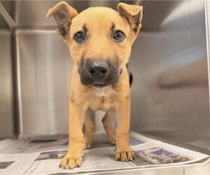 German Shepherd Dog Dogs for adoption in Houston, TX, USA