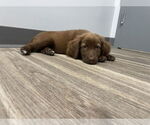 Small #4 Labrador Retriever Mix