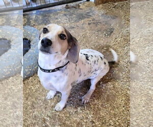 Bagle Hound Dogs for adoption in Magnolia Springs, AL, USA