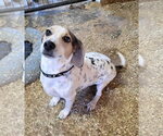 Low Rider - Male Bagle Hound Dog for Adoption - Small photo