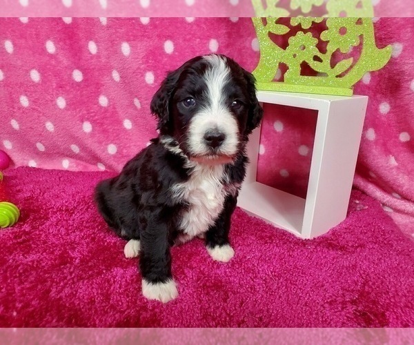 Medium Photo #1 Bernedoodle Puppy For Sale in BLACK FOREST, CO, USA