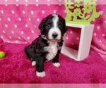 Small Photo #1 Bernedoodle Puppy For Sale in BLACK FOREST, CO, USA