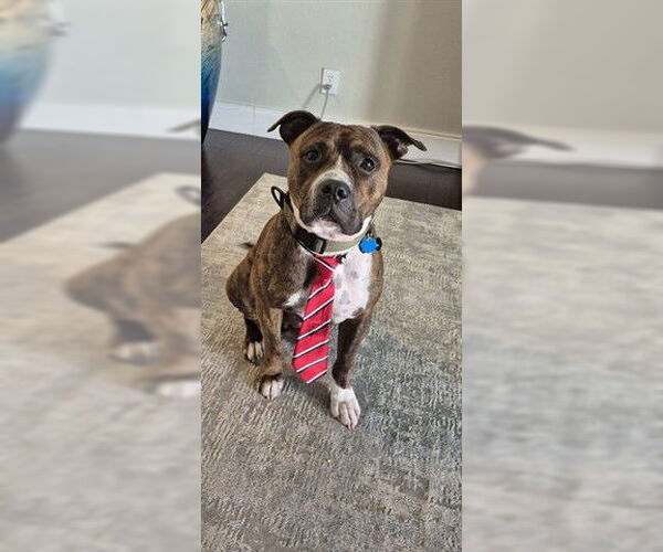 Medium Photo #1 Mutt Puppy For Sale in Orlando, FL, USA