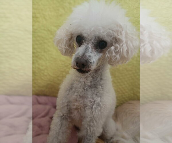 Medium Photo #3 Poodle (Miniature) Puppy For Sale in Pacolet, SC, USA