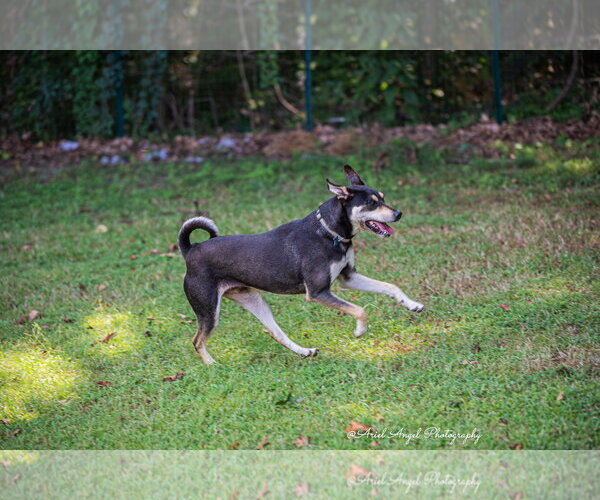 Medium Photo #17 Rottweiler-Unknown Mix Puppy For Sale in Munford, TN, USA