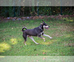 DeBo - Male Rottweiler-Unknown Mix Dog for Adoption - Photo #17