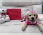 Puppy Puppy 10 Golden Retriever