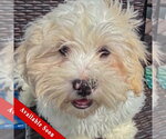 Small #5 Shih Tzu Mix