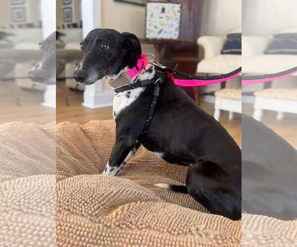 Medium Photo #1 Whippet Puppy For Sale in Cherry Hill, NJ, USA