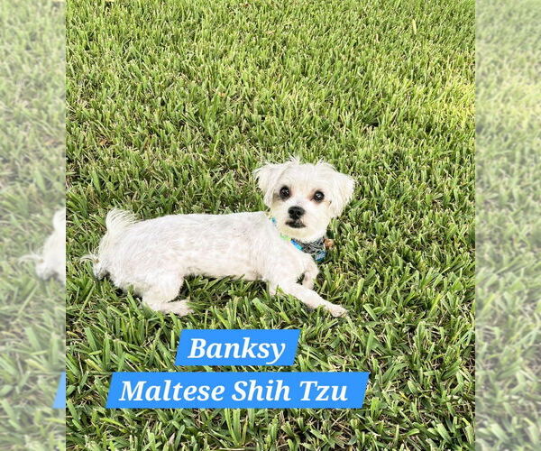 Medium Photo #1 Mal-Shi Puppy For Sale in Plantation, FL, USA