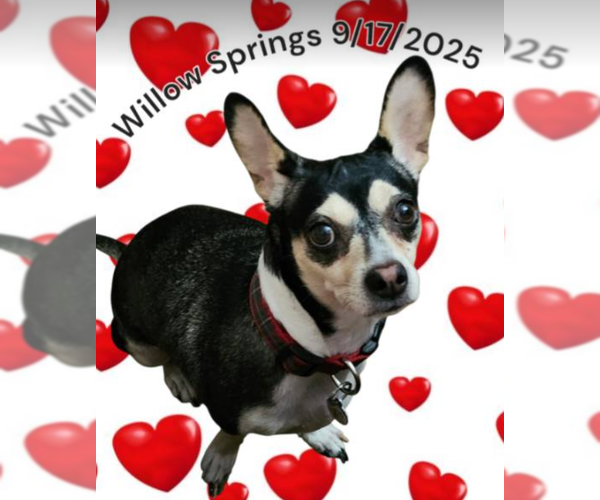 Medium Photo #3 Chihuahua-Unknown Mix Puppy For Sale in Cranston, RI, USA
