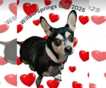 Small #2 Chihuahua Mix