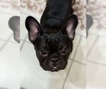 Small #1 French Bulldog