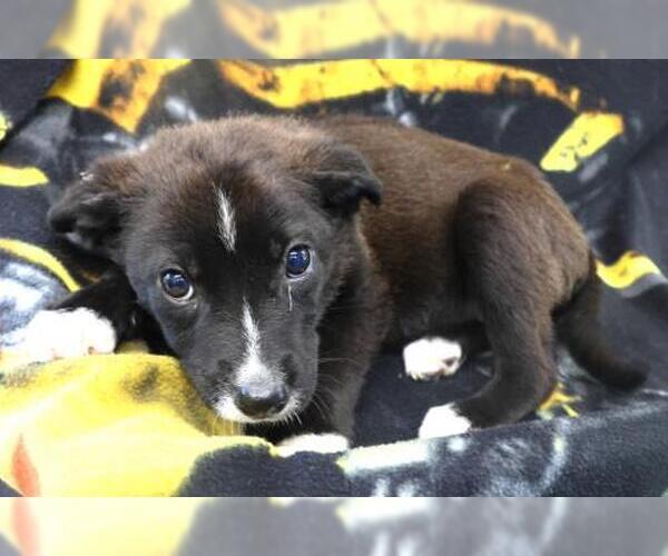 Medium Photo #1 Mutt Puppy For Sale in Thief River Falls, MN, USA