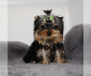 Yorkshire Terrier Puppy for Sale in LOS ANGELES, California USA
