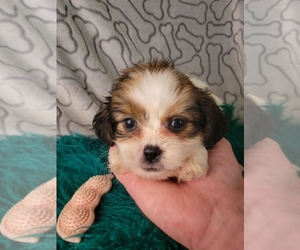 Shih Tzu Puppy for sale in KENDALL, WI, USA