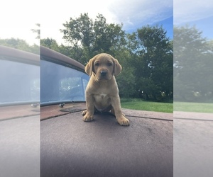 Labrador Retriever Puppy for sale in BALATON, MN, USA