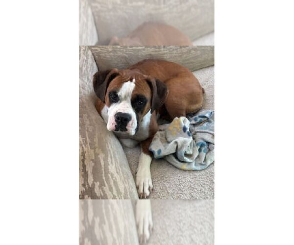 Medium Photo #1 Boxer Puppy For Sale in Austin, TX, USA