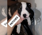 Small Photo #1 American Bulldog Puppy For Sale in CLEVELAND, OH, USA