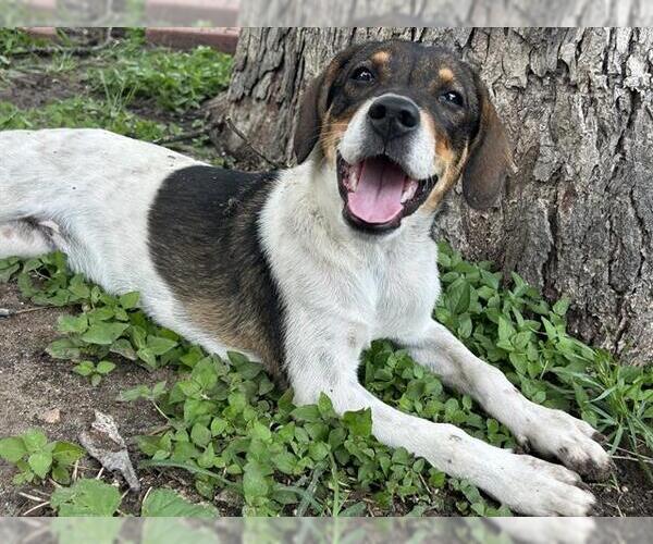 Medium Photo #1 Mutt Puppy For Sale in San Antonio, TX, USA