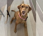 Dandelion - Female Labrador Retriever-Unknown Mix Dog for Adoption - Small photo