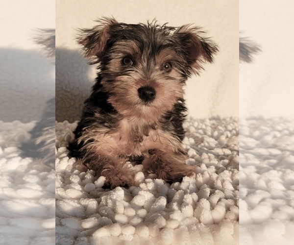 Medium Photo #2 Yorkshire Terrier Puppy For Sale in MARTINSVILLE, IN, USA