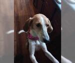 Small #1 Treeing Walker Coonhound