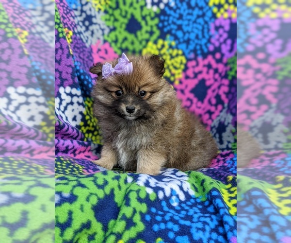 Medium Photo #6 Pomeranian Puppy For Sale in PEACH BOTTOM, PA, USA